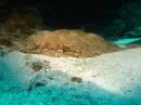 Mud Shark,  also known as a Wobbegong.  pretty ugly